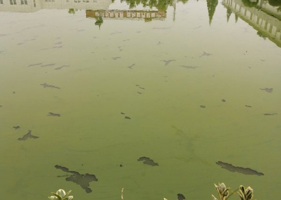 南京市上海鐵路局橋工段大院魚塘藍(lán)藻爆發(fā)治理項目